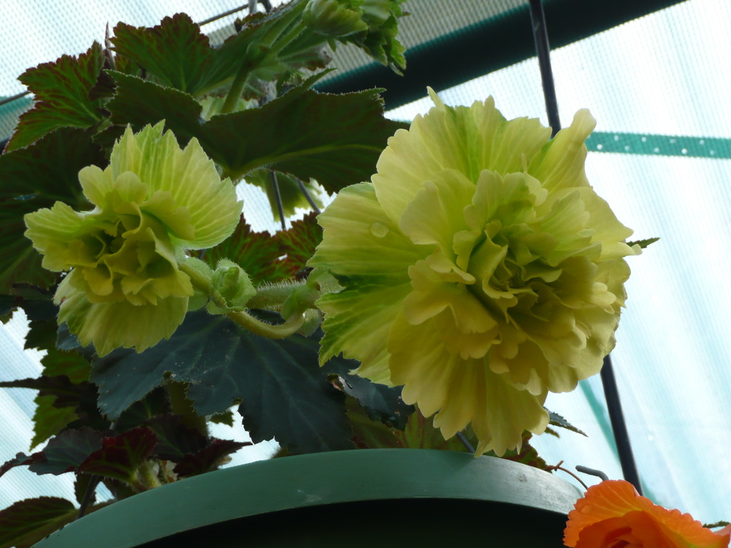 B. ‘Green Lite’